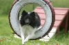  - International sheltie 2012