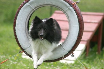 De La Vallée Des Foultier - International sheltie 2012