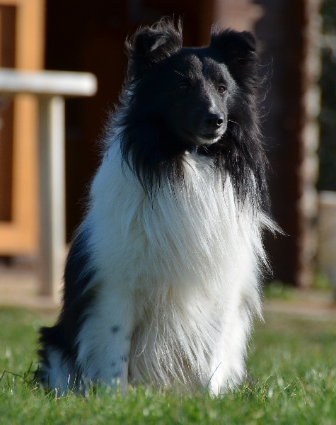 CH. Calvin velours noir du grain de soleil