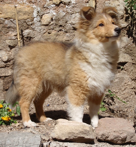 Fleur de miel De chiroulet